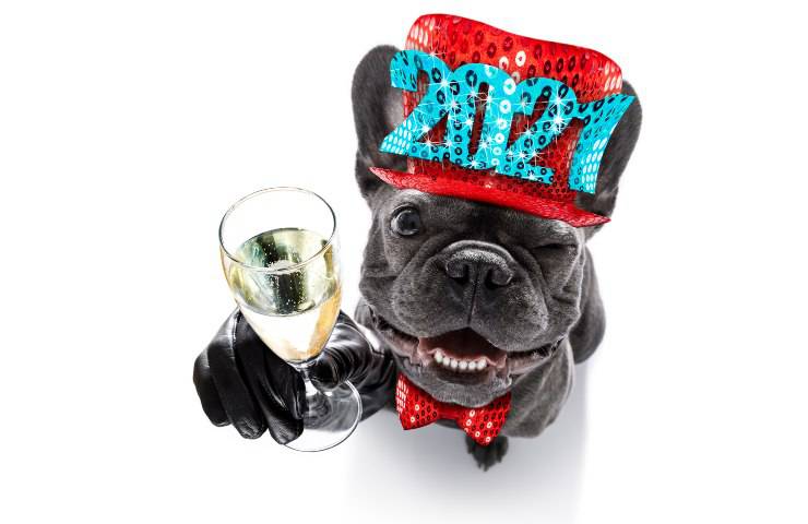 el perro puede beber vino espumoso