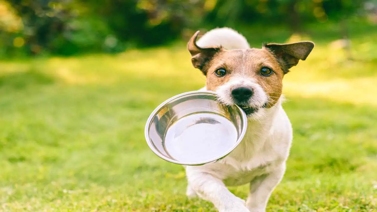 ¿Pueden los perros comer frutos secos? (Foto de Adobe Stock)