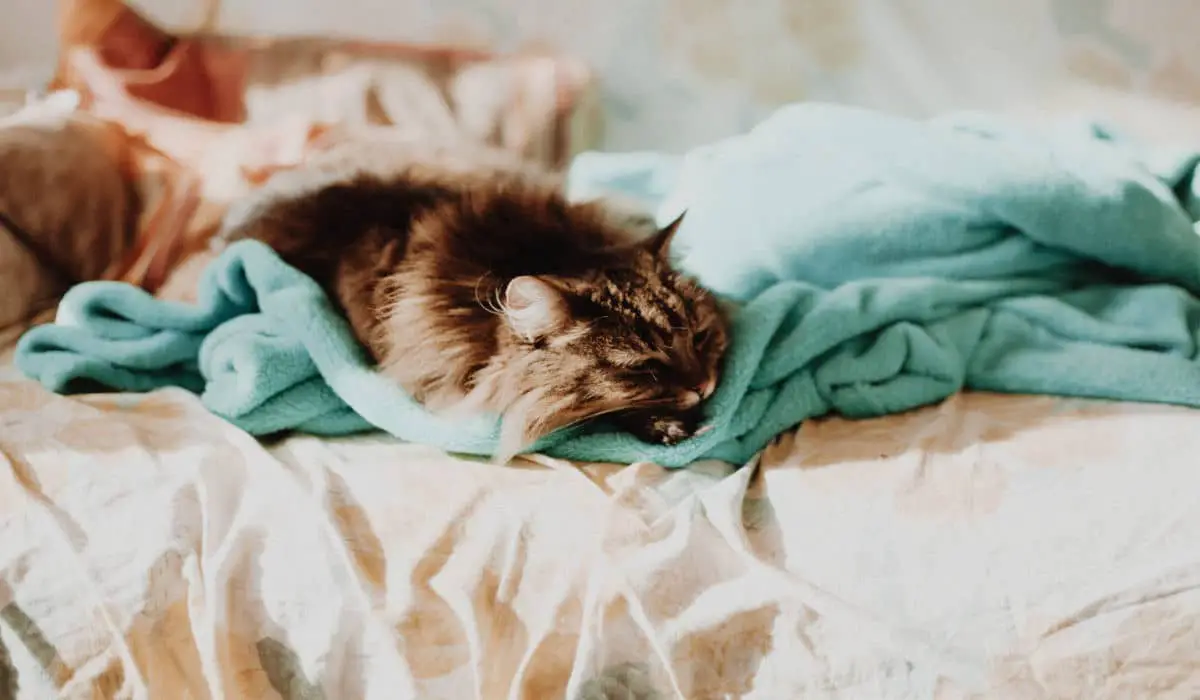 Por qué el gato chupa lana y cómo hacer que se detenga? - Vida con Mascotas  ▷➡️