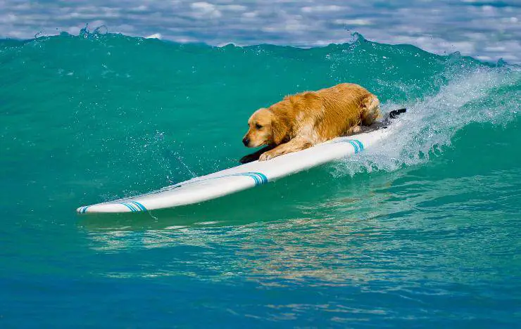 ¿Puede bañarse el perro después de comer? Opiniones de expertos - Vida