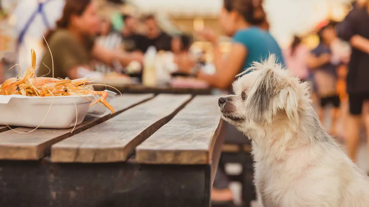 Pueden perros comer mariscos? Pros y contras de esta comida - Vida con Mascotas ▷➡️