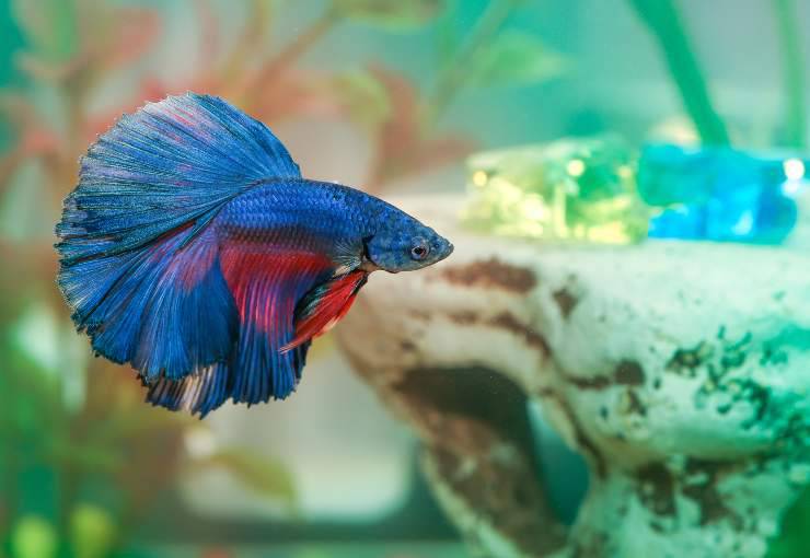 enfermedades comunes de los peces betta