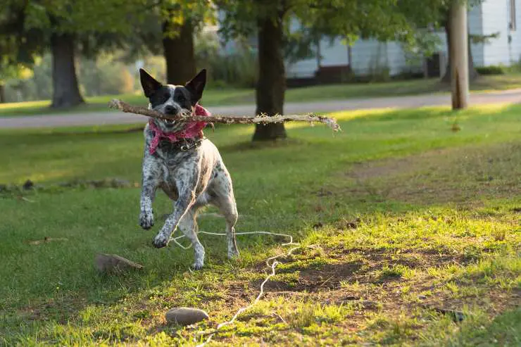Razas de perros fáciles de entrenar