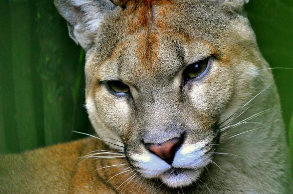 ¿Dónde vive el puma? - El Puma Costaricensis