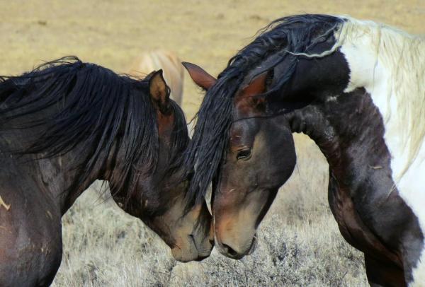 Tipos de caballos salvajes - caballos salvajes