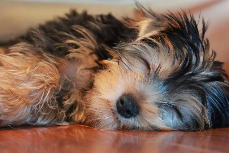 perro durmiendo