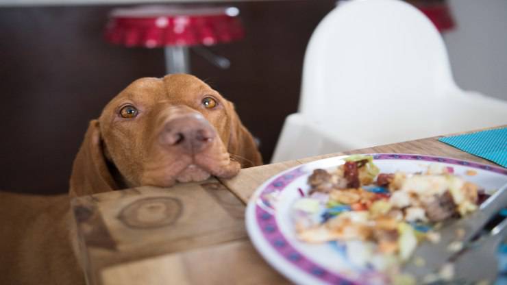 El perro comió demasiado en Navidad El perro comió demasiado en Navidad