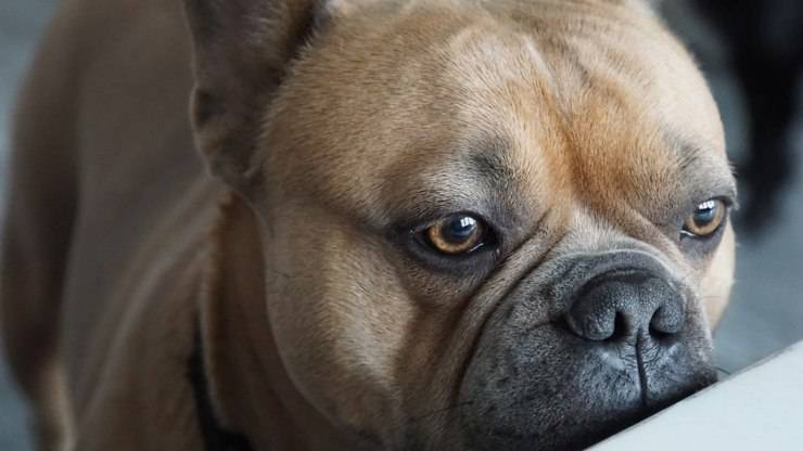 el perro puede beber agua contigo para evitar el mal aliento agua de perro bebe tu mal aliento