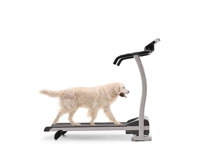 perro en tapis perro de ejercicio