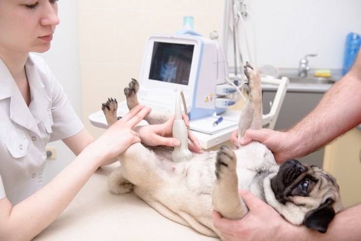 ultrasonido de perro perra embarazada