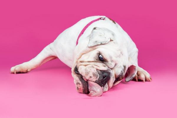 ¿Por qué el perro lame el suelo? - El perro lame constantemente el suelo.