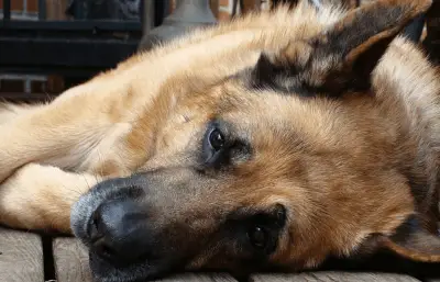 Prevención de la leishmaniasis: la enfermedad infecciosa más temida en los perros