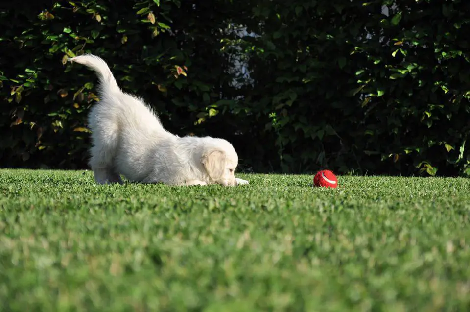 juegos de educación para cachorros