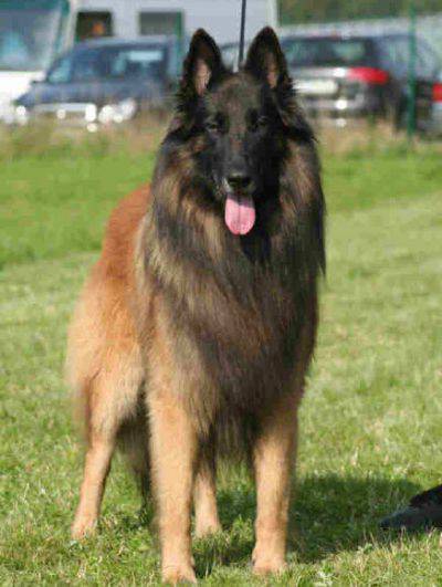 tervuren belga