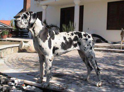 gran danés arlequín