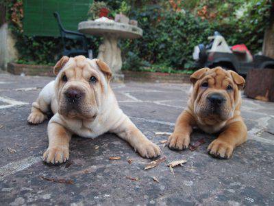 shar_peis_10_semanas