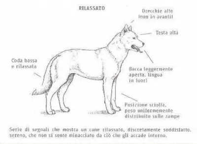 PERRO RELAJADO PERRO RELAJADO