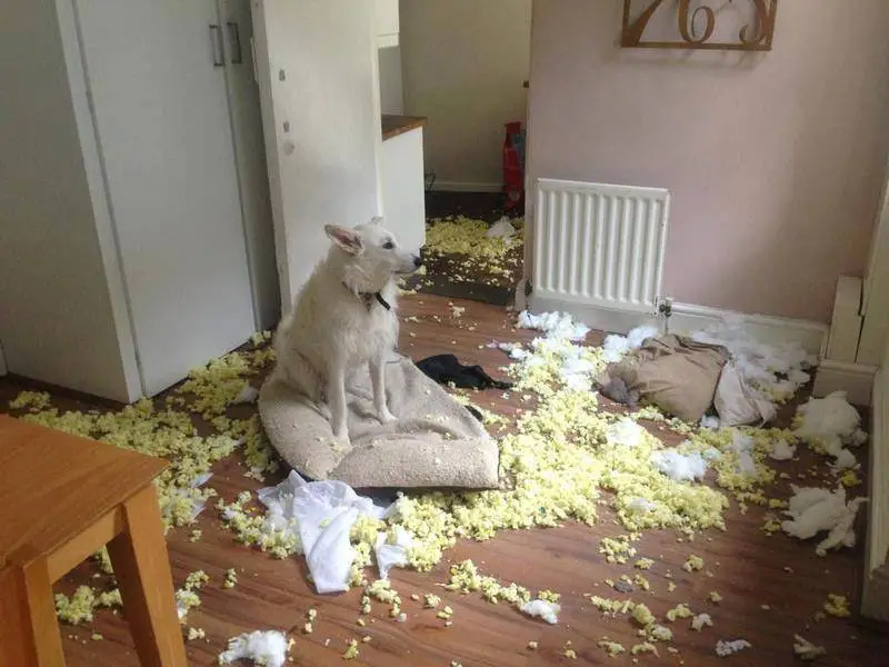 perro destruye casa