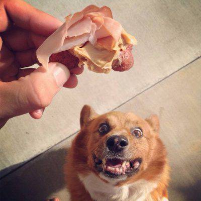 perros manipuladores de alimentos