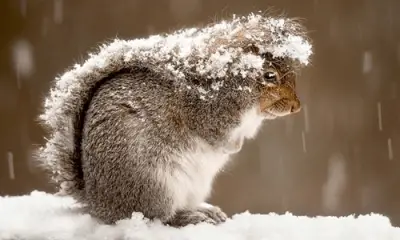 animales helados
