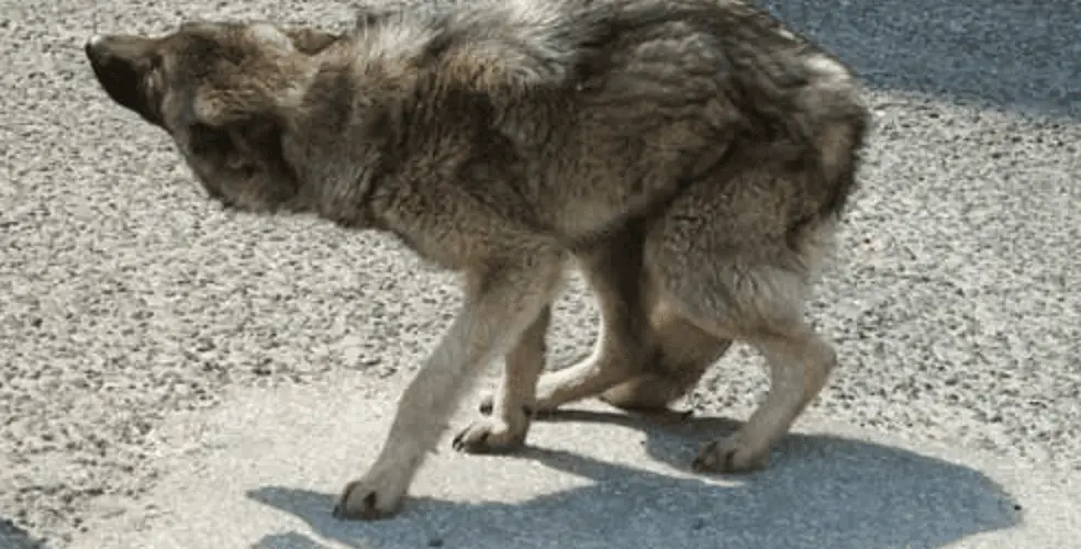 ¿Qué significa la cola entre las piernas: señales de perro ...