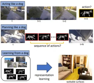 inteligencia del perro