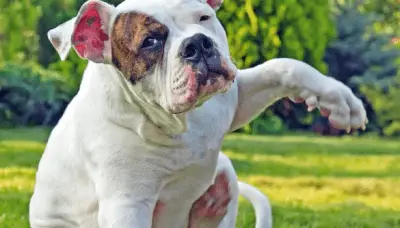 perros insectos peligrosos