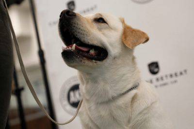 razas de perros obedientes