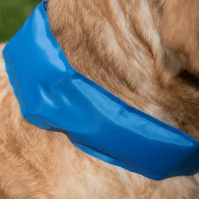 accesorios para perros de verano