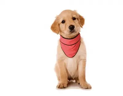 accesorios para perros de verano