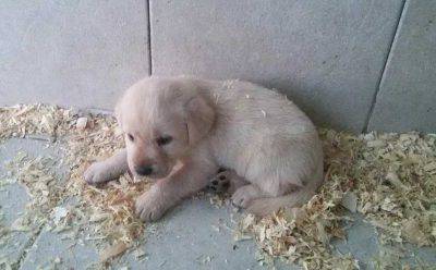 cachorro de navidad