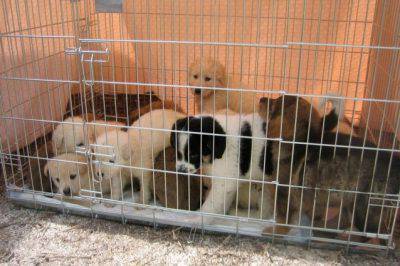 regalo de cachorros