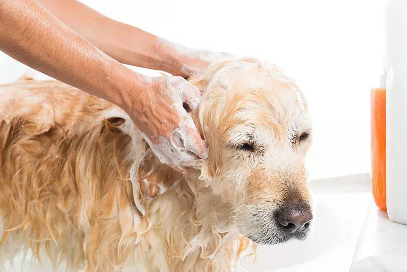 higiene del perro
