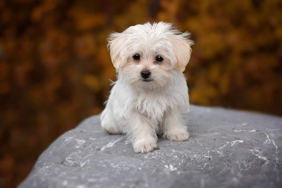Nombres para perros de juguete