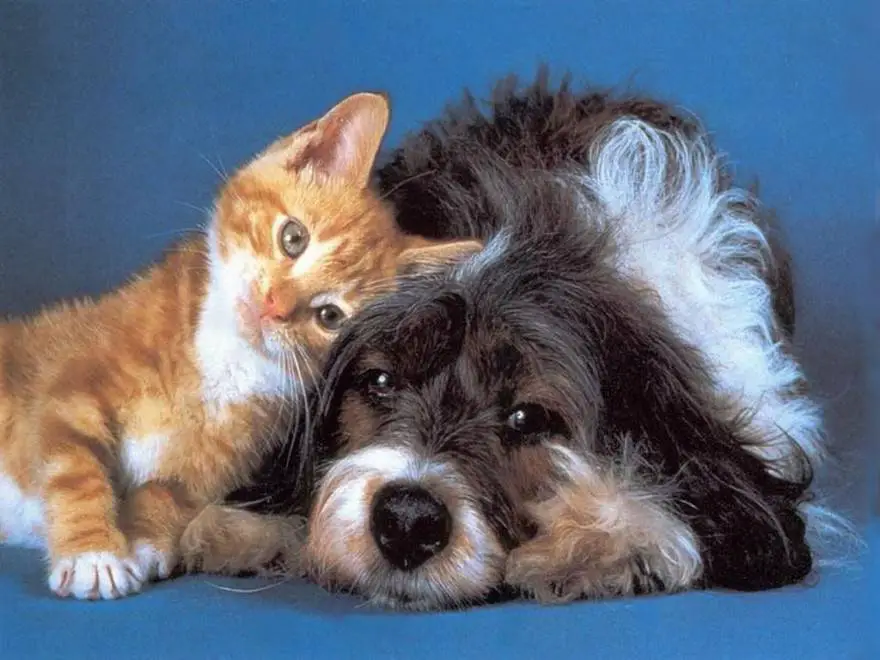 perro o gato