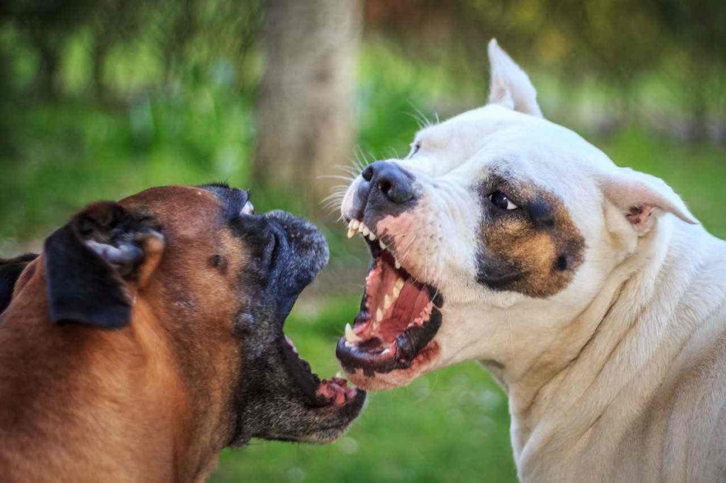 pelea-entre-perros-c-mo-comportarse-cuando-dos-perros-est-n-peleando