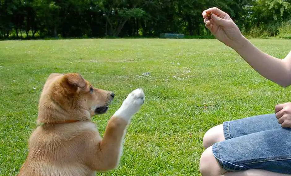 entrenamiento canino