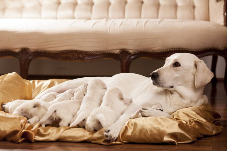 mamá y cachorros