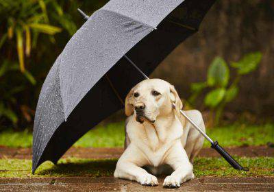 Perros y lluvia