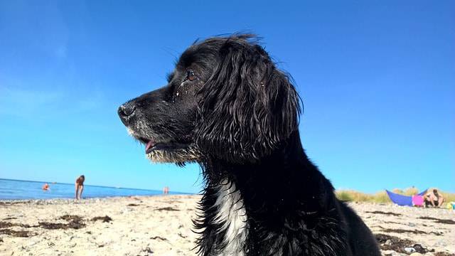 perro en la playa