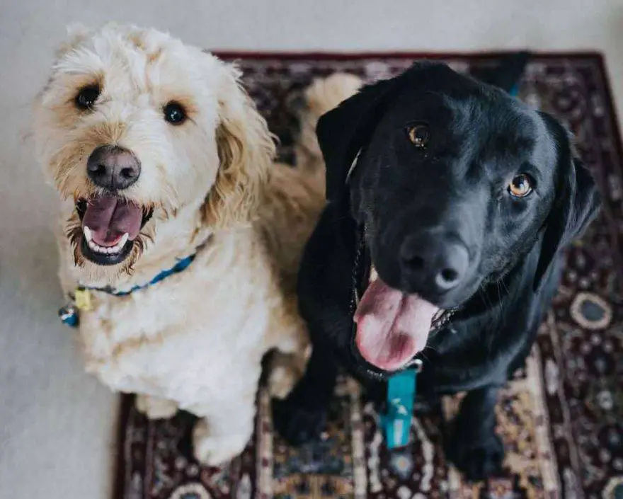 convivencia entre perros