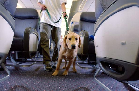 viajando con el perro