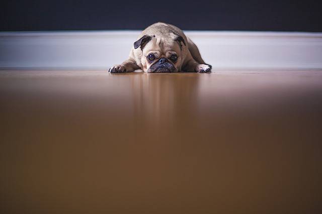 Aspirador perro asustado