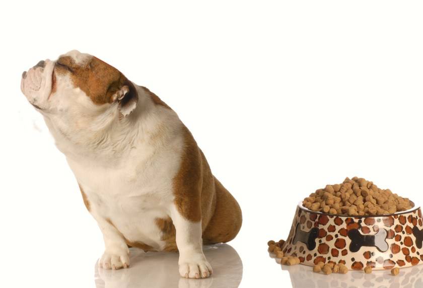 El perro cambia el apetito