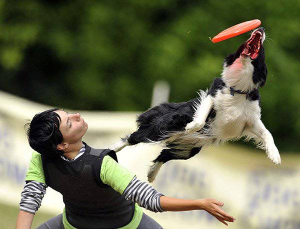 Entrenamiento con el perro
