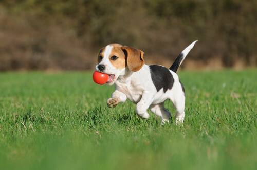 perro corriendo