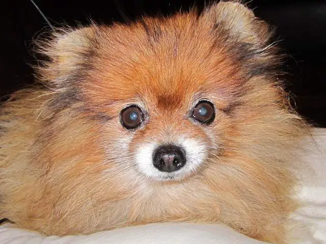 pomerania pomerania