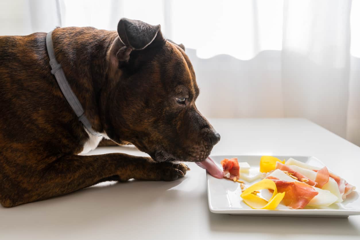 Pueden los perros comer melón? Guía de frutas de verano para Fido - Vida con ▷➡️