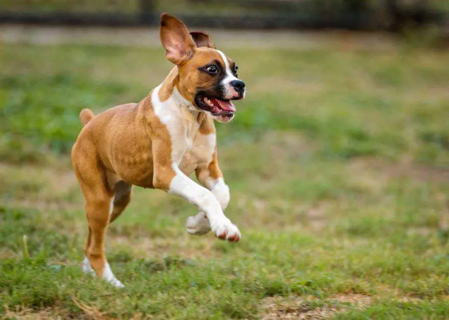 El perro come zapatos
