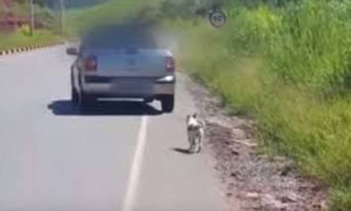 Que Hacer Cuando Encontramos Un Perro Abandonado Vida Con Mascotas ️